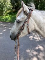 A light gray horse, sporting a detailed Turquoise Breeze- Hand Tooled/Painted- Sliding One Ear Headstall with intricate turquoise and brown designs, stands on a paved path with greenery in the background. Sunlight and shadow dapple the scene, creating a peaceful outdoor setting.