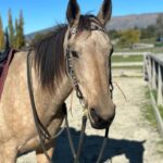 Blue Rodeo browband headstall