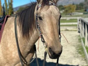 Blue Rodeo browband headstall