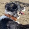 Leather Dog Collar - Herdsman Tooled - view 2