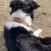 Leather Dog Collar - Herdsman Tooled - view 3