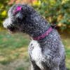 1 Pink Leather Dog Collars Ranch Dog Western Design Dog Collars For Sale Tooled Pink Sunflower Dog Collar cute