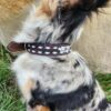A close-up image of a dog with a multicolored coat, predominantly white, black, and brown, featuring a spotted pattern. The dog is wearing the Leather Dog Collar- White Buckstitch - Tooled. The background includes grass and a large rock.
