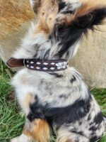 A close-up image of a dog with a multicolored coat, predominantly white, black, and brown, featuring a spotted pattern. The dog is wearing the Leather Dog Collar- White Buckstitch - Tooled. The background includes grass and a large rock.