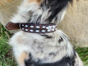 A close-up image of a dog with a multicolored coat, predominantly white, black, and brown, featuring a spotted pattern. The dog is wearing the Leather Dog Collar- White Buckstitch - Tooled. The background includes grass and a large rock.