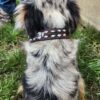A close-up of a dog's back, highlighting its long, wavy fur with shades of black, gray, and white. The dog is adorned with the Leather Dog Collar- White Buckstitch - Tooled. To the left, part of a person’s legs clad in blue jeans and boots can be seen. The dog is standing on grass.