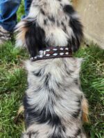 A close-up of a dog's back, highlighting its long, wavy fur with shades of black, gray, and white. The dog is adorned with the Leather Dog Collar- White Buckstitch - Tooled. To the left, part of a person’s legs clad in blue jeans and boots can be seen. The dog is standing on grass.