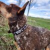 A close-up view of a medium-sized dog with reddish-brown and white speckled fur standing in a grassy field. The dog is wearing the stylish Leather Dog Collar- White Buckstitch - Tooled and is looking upwards, with the backdrop of a blue sky and some trees.