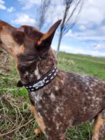 A close-up view of a medium-sized dog with reddish-brown and white speckled fur standing in a grassy field. The dog is wearing the stylish Leather Dog Collar- White Buckstitch - Tooled and is looking upwards, with the backdrop of a blue sky and some trees.