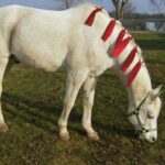 A white horse with a green halter grazes on grass, adorned with four red ribbons tied along its mane. Complementing the look are Horse Mane Bags that keep it neat. The background features a fenced area and trees with no leaves.