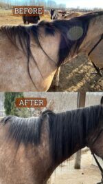 Two images show a "before" and "after" comparison of a horse's manes. In the "before" image, the mane appears tangled and sparse. In the "after" image, with the use of Horse Mane Bags, the mane is untangled, fuller, and has a healthier appearance. Other horses are visible in the background.