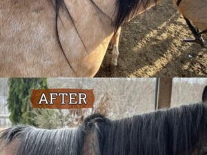 Two images show a "before" and "after" comparison of a horse's manes. In the "before" image, the mane appears tangled and sparse. In the "after" image, with the use of Horse Mane Bags, the mane is untangled, fuller, and has a healthier appearance. Other horses are visible in the background.