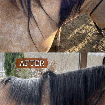Two images show a "before" and "after" comparison of a horse's manes. In the "before" image, the mane appears tangled and sparse. In the "after" image, with the use of Horse Mane Bags, the mane is untangled, fuller, and has a healthier appearance. Other horses are visible in the background.