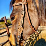 Close-up of a brown horse’s head wearing a Turquoise Breeze- Hand Tooled/Painted- Browband Headstall with intricate patterns. The horse's eyes are gentle and focused. The background includes a metal fence and an outdoor ranch setting under a clear blue sky.