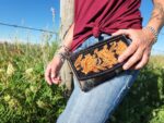 Clutch Leather Cowhide Tooled (1)