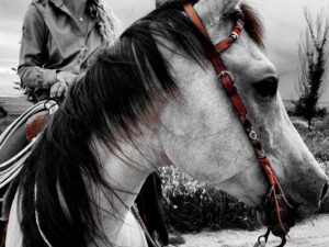 Leather Beaded Headstalls for sale