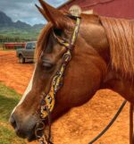 Sunflower Hand painted one ear quarter horse western headstall bridle english horse tack Thumbnail