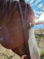 Close-up of a brown and white horse with a Buffalo Split Ear Headstall- Simple Buckle, standing outdoors on a sunny day. The horse is being gently held by a person near its mouth, and parts of a fence and blue sky with scattered clouds are visible in the background.