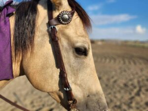 Buffalo Hide LEather Headstall Western RAnchy Cowboy Ranch One Ear Split Ear Simple Plain for sale