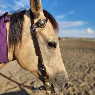 Buffalo Hide LEather Headstall Western RAnchy Cowboy Ranch One Ear Split Ear Simple Plain for sale