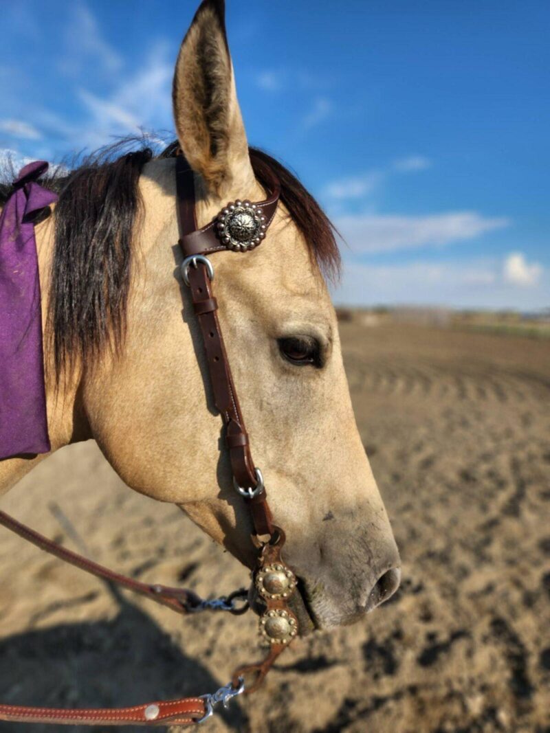 Buffalo Hide LEather Headstall Western RAnchy Cowboy Ranch One Ear Split Ear Simple Plain for sale