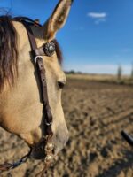 A close-up of a horse's head wearing a bridle with decorative conchos and a Buffalo Split Ear Headstall- Simple Buckle. The background shows an open, dry, and barren landscape under a clear blue sky, with a few distant trees. The sunlight casts a warm glow on the horse's coat.