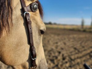 A close-up of a horse's head wearing a bridle with decorative conchos and a Buffalo Split Ear Headstall- Simple Buckle. The background shows an open, dry, and barren landscape under a clear blue sky, with a few distant trees. The sunlight casts a warm glow on the horse's coat.