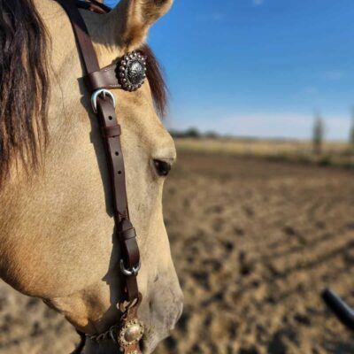 A close-up of a horse's head wearing a bridle with decorative conchos and a Buffalo Split Ear Headstall- Simple Buckle. The background shows an open, dry, and barren landscape under a clear blue sky, with a few distant trees. The sunlight casts a warm glow on the horse's coat.