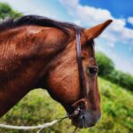 buffalo hide split ear western headstall