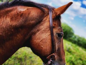 buffalo hide split ear western headstall