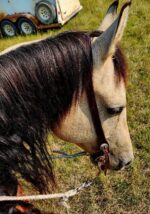 Ranch Hand Western Headstalls One Ear Browband Soft Leather Beaded 25