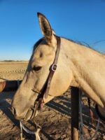 Ranch Hand Western Headstalls One Ear Browband Soft Leather Beaded 3