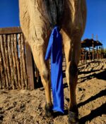 Tail Bags for horse horse tail bags grooming kit mane and tai lcare horse grooming western tail bags lycra tail bags ranch hand (2)