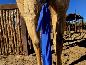 Tail Bags for horse horse tail bags grooming kit mane and tai lcare horse grooming western tail bags lycra tail bags ranch hand (2)