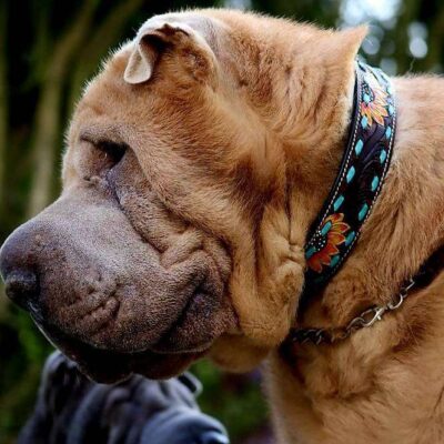 Large small medium leather dog collar sunflower cute puppy collars (2)