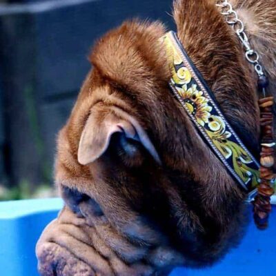 Large small medium leather dog collar sunflower cute puppy collars (3)