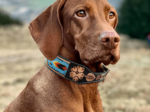 Leather Beaded Dog Collars Western RAnch Dog Sturdy Comfortable Sensitive skin dog collars (4)