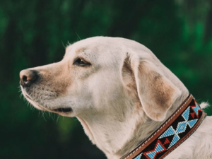 Leather Dog Collar Beaded Tooled Dog Small Medium Large For SAle Comfortable Sturdy safe sensitive skin collars for pets (11)