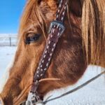 white buckstitch headstall belt style split ear western bridle