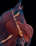 A close-up view of a brown horse wearing a Yellow Sunflower- Breast Collar with intricate yellow and black designs. The horse's head is turned slightly to the side against a plain, dark background.