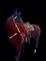 A dark brown horse with a patterned bridle and a brown saddle stands against a black background. The horse is adorned with the Yellow Sunflower- Breast Collar and is turned slightly to the right, showing off its strong build and well-groomed coat.