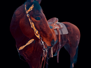 A dark brown horse with a patterned bridle and a brown saddle stands against a black background. The horse is adorned with the Yellow Sunflower- Breast Collar and is turned slightly to the right, showing off its strong build and well-groomed coat.