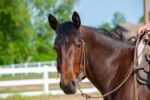 White Buckstitch Leather Headstall Belt Style Bridle