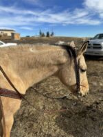 A light brown horse wearing a Turquoise Buckstitch-Breast Collar is standing on a grassy field. The sky is clear with some wispy clouds, and there are a few buildings and vehicles in the background. The horse's head is slightly lowered, and its mane is short.