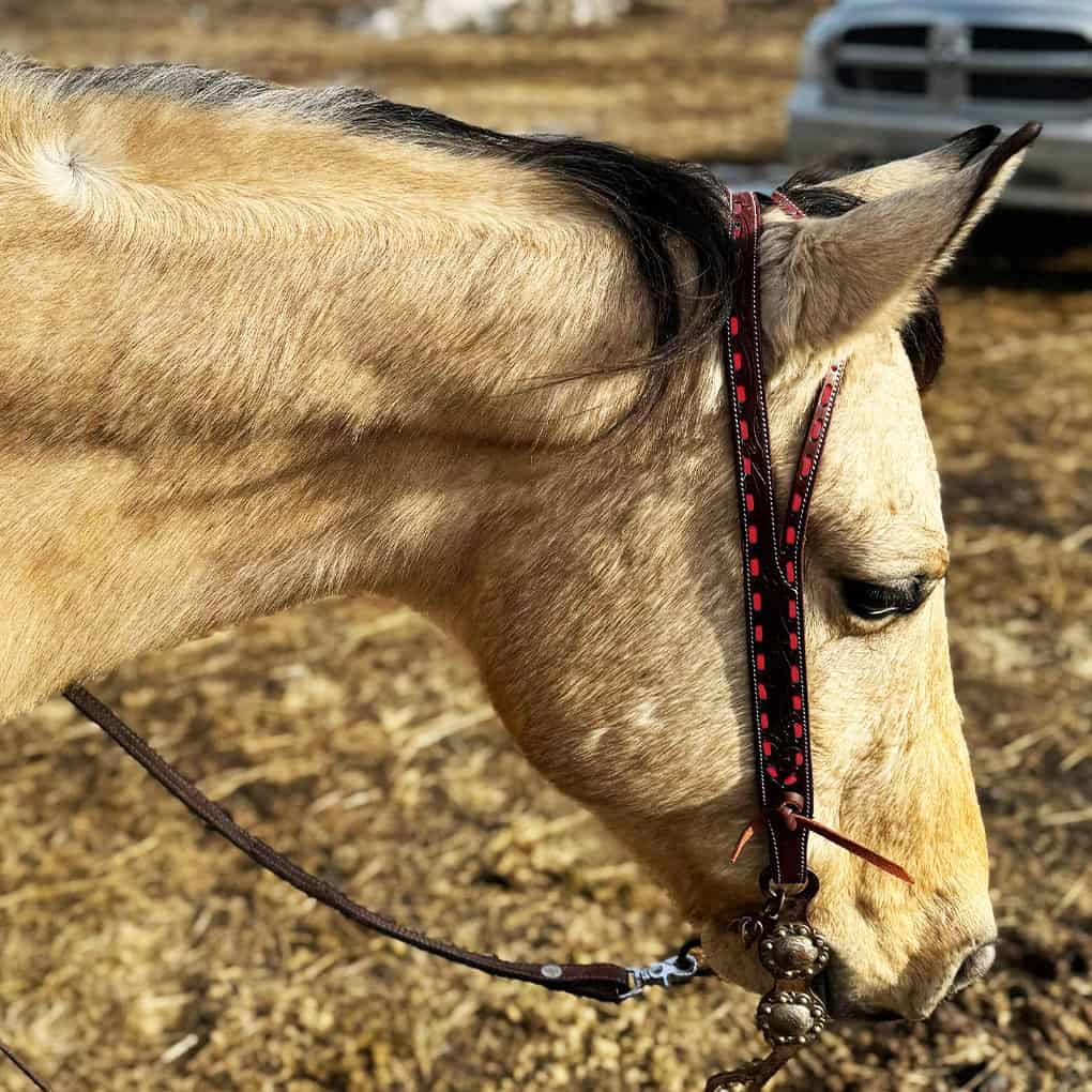 red buckstitch western headstall