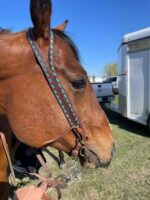 Close-up of a brown horse's head, adorned with a Turquoise Buckstitch-Belt Style Split Ear Headstall. A person is holding the reins, and an open horse trailer is visible in the background, parked in a grassy area under a clear blue sky.