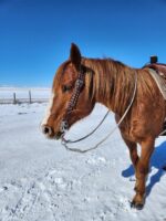 A brown horse with a white blaze on its nose stands in the snow, equipped with a White Buckstitch- Belt Style Headstall Split Ear. Its mane flows slightly in the wind against a backdrop of snow-covered landscape and clear blue sky.