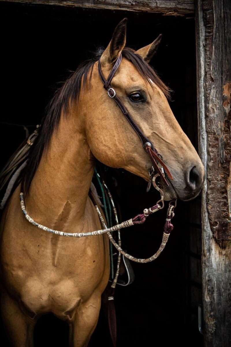 Western Headstall Leather Tack Dog collar western horse stuff (23)