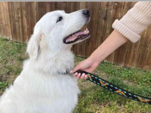 A fluffy white dog sits on grass, looking up happily. A person's arm extends from the right, holding a colorful Leather Leash- Sunflower Turquoise Buckstitch. Complementing leather dog collars are also available. A wooden fence forms the background. Text above highlights the leash's stylish features.