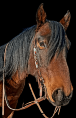 Western Bridles Horse Tack Split ear breaded western headstalls leather rawhide (1)